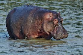 The Craziest Animals That Live In The Nile River You'D Never Want To  Encounter