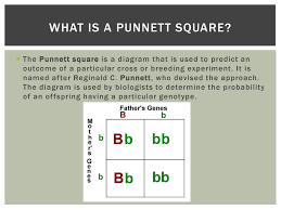 His punnet square simplifies and visually demonstrates. Traits Genes And Punnett Squares Ppt Download