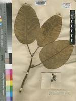 Image result for Ficus trichopoda
