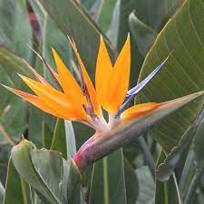 Strelitzia Reginae Bird Of Paradise Birds Of Paradise Flower Birds Of Paradise Plant Gardens Of The World