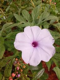 Image result for Ipomoea rubens