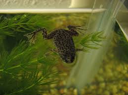 All four of the feet are used for swimming. The Ultimate Guide To Caring For And Keeping African Dwarf Frog