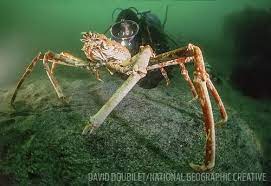 Free ground shipping over $199. Spider Crabs Squids And More 5 Fascinating Giants Of The Ocean Sport Diver