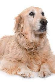 Old Golden Retriever In Front Of White Background Goldenretriever Golden Retriever Old Golden Retriever Retriever