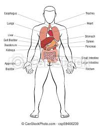 Skin is the largest organ of our body. Internal Organs Male Body Names Internal Organs Male Body Schematic Human Anatomy Illustration Isolated Vector On White Canstock