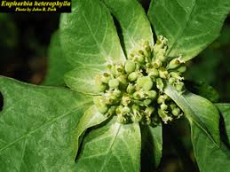 Image result for Euphorbia heterophylla