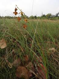 Image result for Eulophia coeloglossa