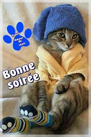 AMOUR De CHATS - BONSOIR BONSOIR LES ZAMIS TRES BELLE SOIREE GROS BISOUS <3  MH | Facebook