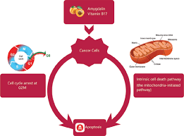 Most people chose this as the best definition of amygdalin: Anticancer Effect Of Amygdalin Vitamin B 17 On Hepatocellular Carcinoma Cell Line Hepg2 In The Presence And Absence Of Zinc Bentham Science