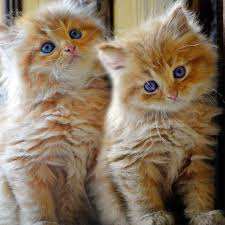 Why they are so cute: Cute Animals Costumes For Babies Cutestcatsandkittensever Cutest Animals On Earth Top 10 Cutest Animals Animals Beautiful