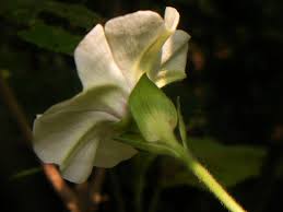 Image result for Hewittia