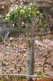 Image result for Pachycarpus firmus