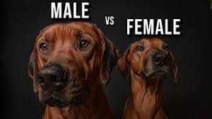 The rhodesian ridgebacks are very intelligent and independent thinkers, so they do best with well experienced dog owners who are consistent and practice positive training techniques. Male Vs Female Rhodesian Ridgeback Which One Should You Get Youtube