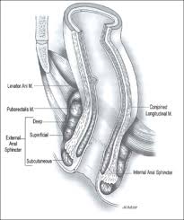 Pelvic Floor Dysfunction Expanded Version Ascrs