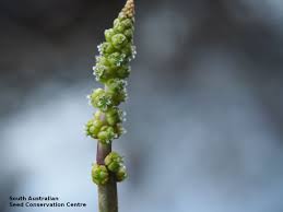 Image result for Juncaginaceae