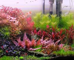 Image result for Pogostemon aquaticus