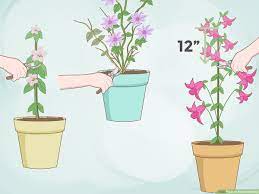 Use the pot of the plant's size to determine the size of the hole you're digging. How To Plant Clematis 13 Steps With Pictures Wikihow