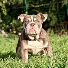Blue fawn carrier tri with blue eyes! Homepage Exotic Bulldog House Exotic Bulldog House