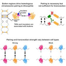 characterization of button loci that promote homologous