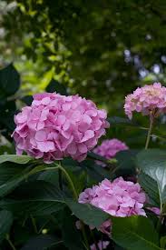 Free shipping on qualified orders. Colorchoice Flowering Shrubs Four Star Greenhouse