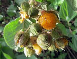 Image result for Rubus ellipticus
