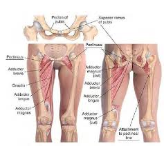 Basic Clinical Massage Therapy Body Muscle Anatomy Muscle Anatomy Hip Anatomy