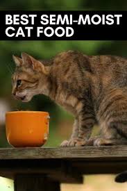 Best Semi Moist Cat Food Cats Tubby Cat Cats Love Cats Tabby Cute Cats Cats Cats Cat Eyes Cats Funny Lazy Cats Beautiful C In 2020 Cats Cat Food Cat Vitamins