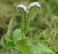 Image result for Heliotropium indicum