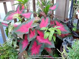 Caladiums Plant Care And Collection Of Varieties Garden Org Plants Caladium Snake Plant Care