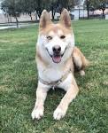 Meet Huskita : Siberian Husky and Akita Mix