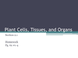 Ppt Plant Cells Tissues And Organs Powerpoint Presentation Free Download Id 2182291