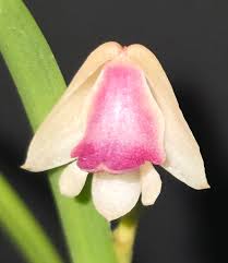 Image result for Polystachya