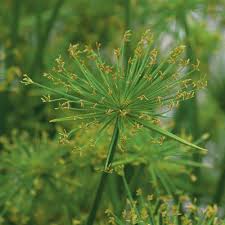 Image result for Cyperus clavinux