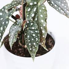 Polka Dot Begonia Care And Propagation Propagating Plants Begonia Begonia Maculata