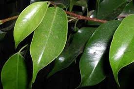 Apr 02, 2021 · get a list of the plants that are safe for cats. Indian Rubber Plant Aspca