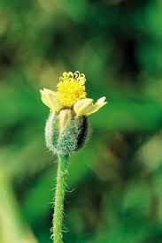 Image result for Tridax