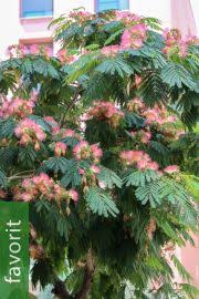 Image result for Albizia zimmermannii