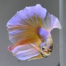 Live Betta Fish Light Lavender Mustard Gas Dc9 Male Betta Fish Betta Fish