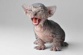 Learn more about what to look for if you're concerned about throat cancer. Throat Cancer In Cats Symptoms Causes Diagnosis Treatment Recovery Management Cost