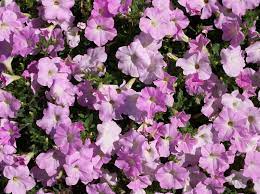 Growing Petunias Umn Extension