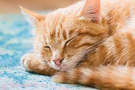 We've compiled a few facts about the orange tabby cat that address common questions like, are all orange cats tabbies? and are all orange tabby cats male? The Orange Tabby Cat 8 Fun Facts