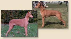Tal Sannat Czech Republic Rare Dog Breeds Rare Dogs Dogs