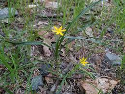 Image result for Hypoxis nyasica