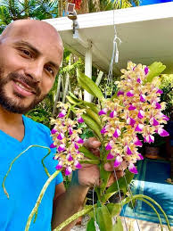 Cattlya Amazing Thailand Orchid Experience and Availability