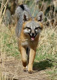 Texas Parks Wildlife 2 17 17 Mike E Spotted This Handsome Grey Fox Strolling Along On The Winding Snake Pet Fox Texas Animals North American Wildlife
