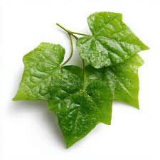 Image result for Coccinia subglabra