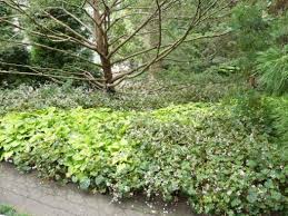 Maybe you would like to learn more about one of these? From The Ground Up Choosing The Right Ground Cover For Shade