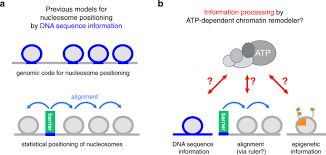 Has anyone had experiences with directbuy? Genome Information Processing By The Ino80 Chromatin Remodeler Positions Nucleosomes Nature Communications