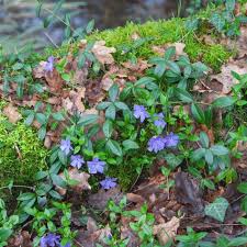 Image result for Vinca minor