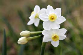 Jonquil Color Wikipedia Jonquil Flowers Birth Month Flowers Birth Flowers